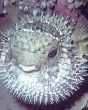 Le fugu, poisson venimeux