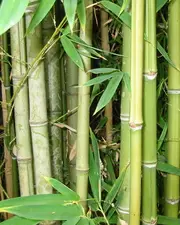 Les pousses de bambou dans la cuisine japonaise