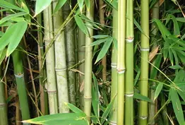 Les pousses de bambou dans la cuisine japonaise